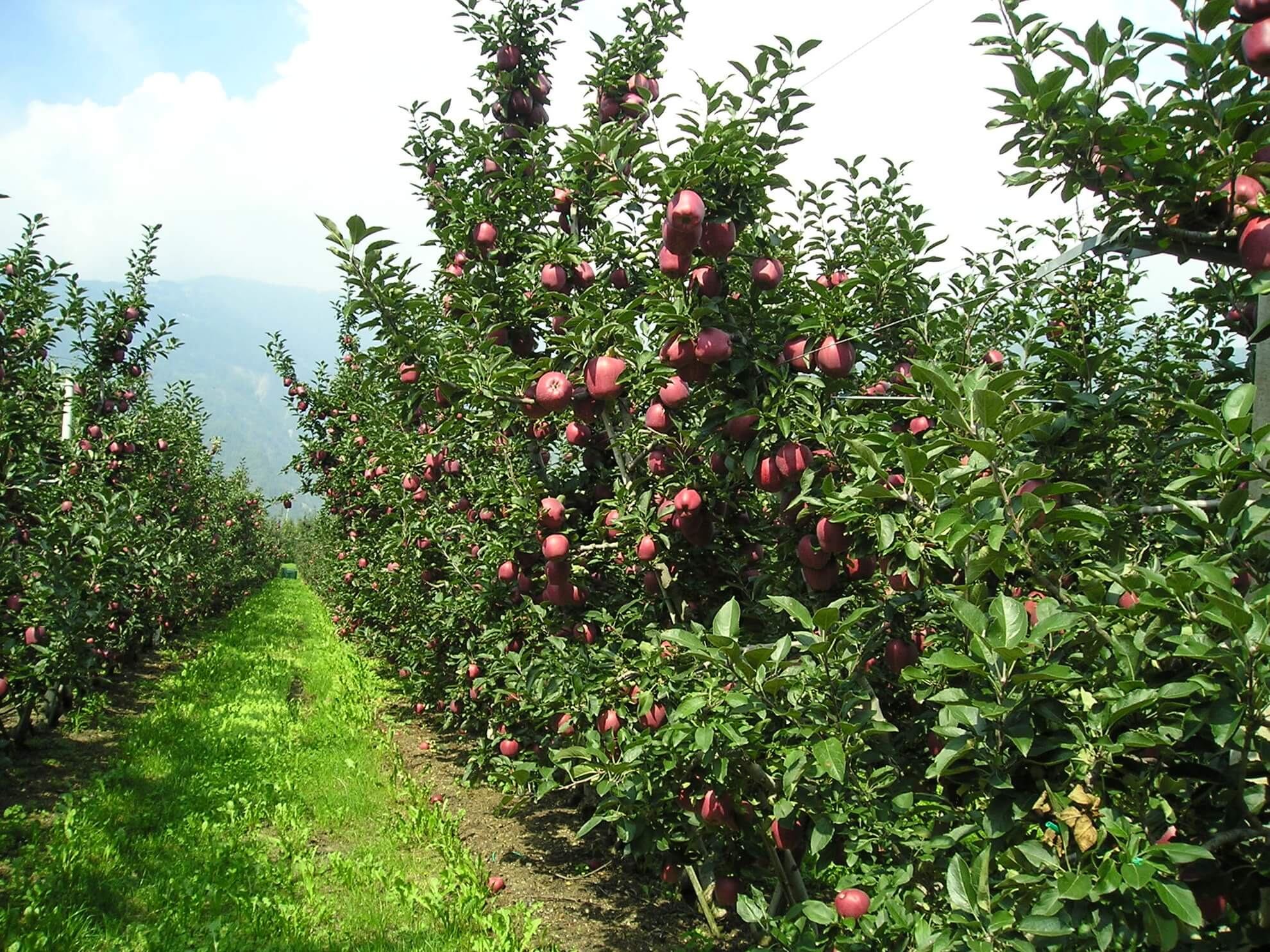 Carino Mele: meleti in Valtellina